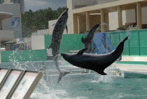 Dolphins performing at Sea World in Japan.