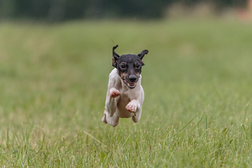 Japanese Terrier