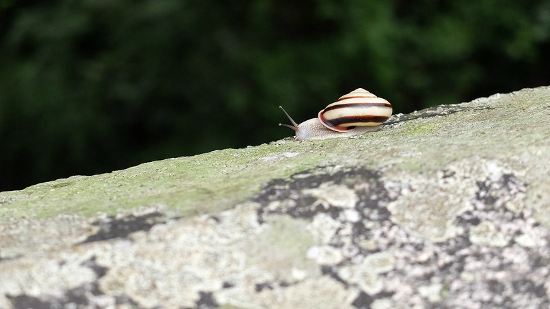 A snail on a bridge in Kobe, Japan