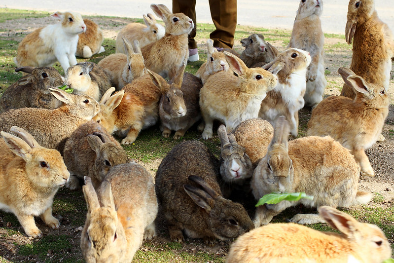 Japan’s Rabbit Island of Ōkunoshima KCP Japanese Language School
