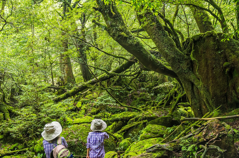 Mossed forest in Shiratani Unsuikyo Ravine