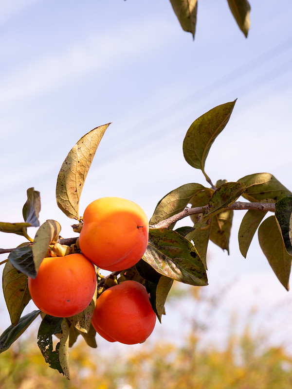 Persimmon tree