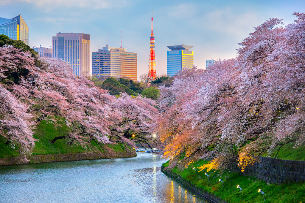 Chidorigafuchi park with Tokyo Tower