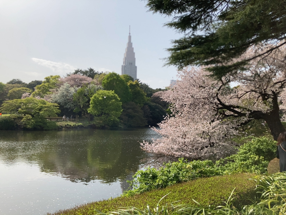 sakura trees by a lake at Shinjuku Gyoen