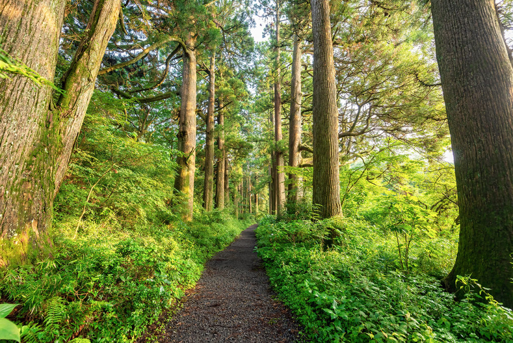 Ancient Cedar Avenue, Hakone