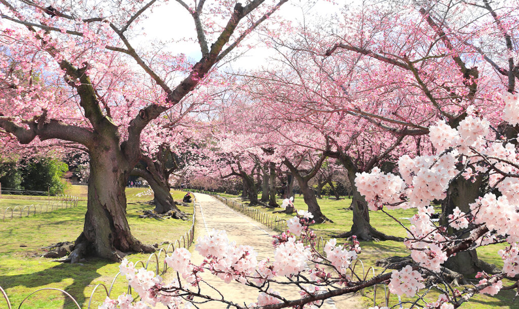Blooming sakura trees in Koishikawa Korakuen garden, Okayama, Japan. Japanese hanami festival - time when people enjoy sakura blossom. Cherry blossoming season in Japan